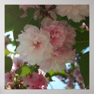 Double Blossoming Cherry Tree I Spring Floral Poster