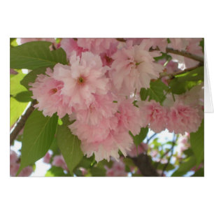 Double Blossoming Cherry Tree II Spring Floral