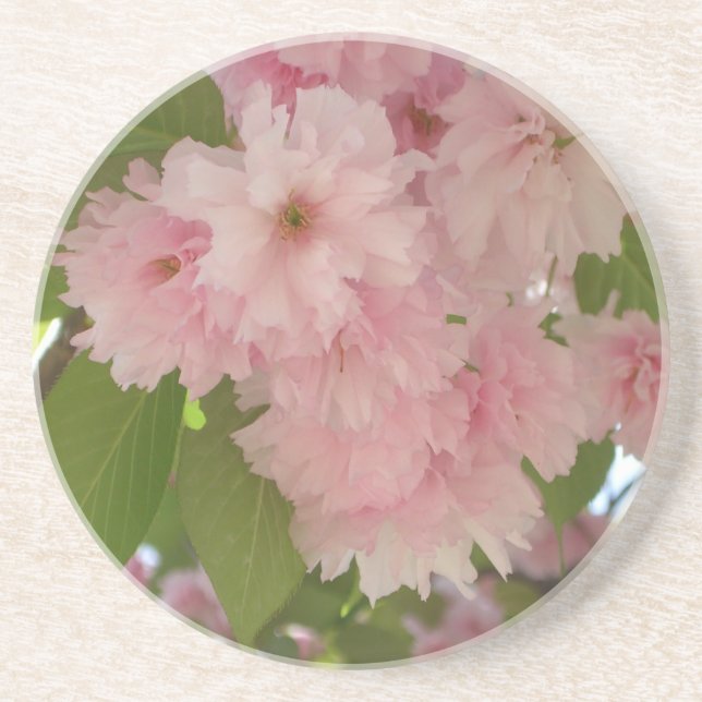 Double Blossoming Cherry Tree II Spring Floral Coaster (Front)
