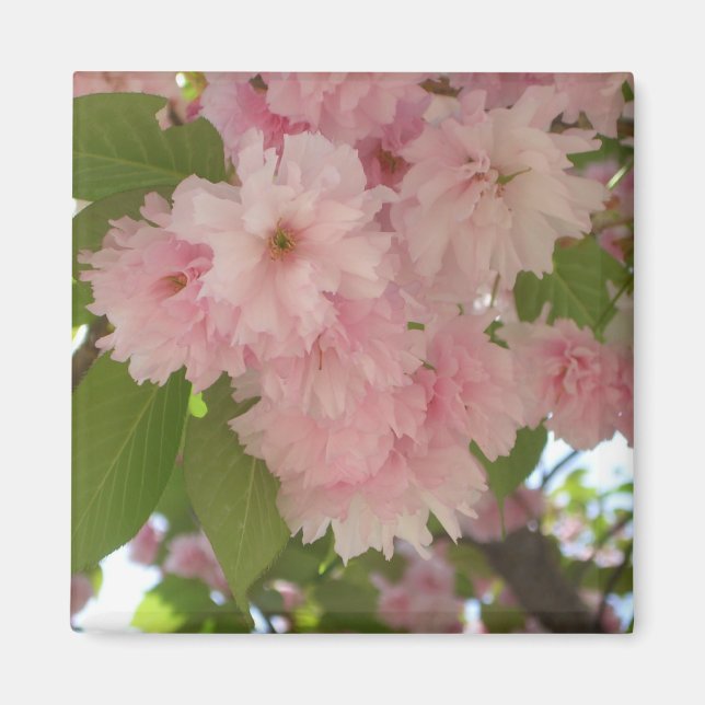 Double Blossoming Cherry Tree II Spring Floral Magnet (Front)