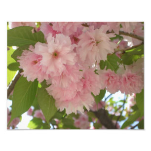 Double Blossoming Cherry Tree II Spring Floral Photo Print