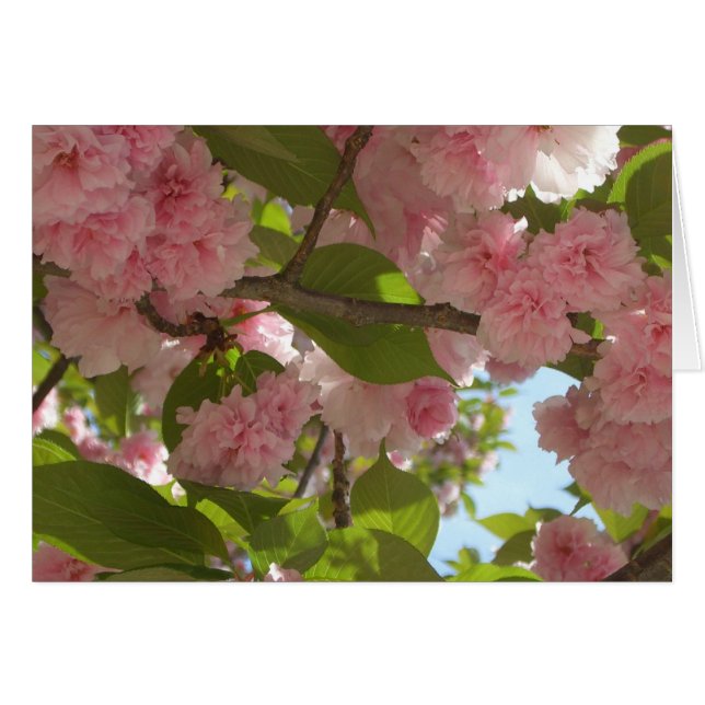 Double Blossoming Cherry Tree III Spring Floral (Front Horizontal)