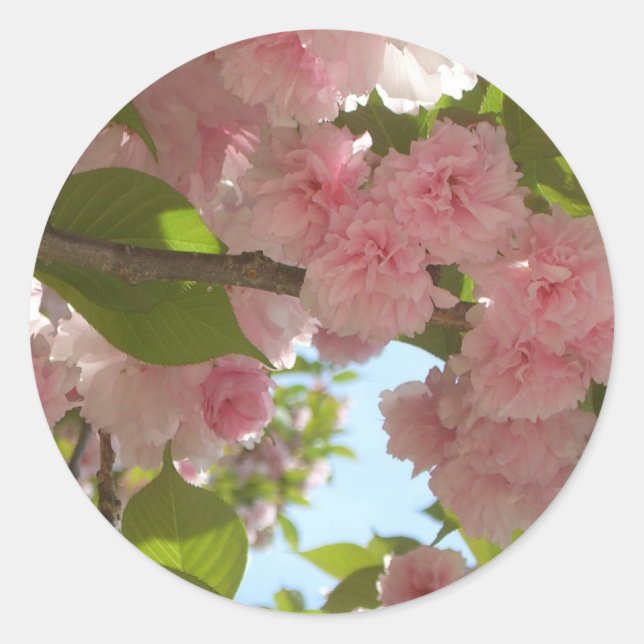 Double Blossoming Cherry Tree III Spring Floral Classic Round Sticker (Front)