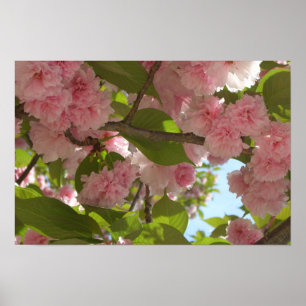 Double Blossoming Cherry Tree III Spring Floral Poster