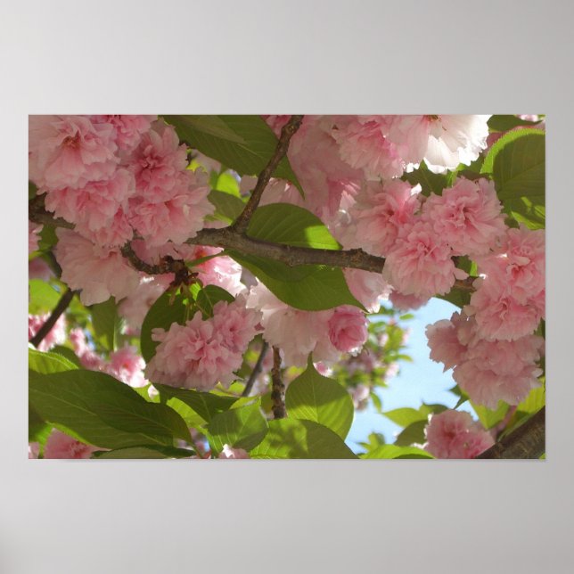 Double Blossoming Cherry Tree III Spring Floral Poster (Front)