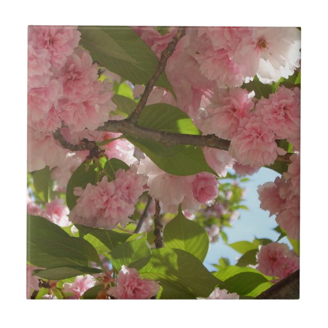 Double Blossoming Cherry Tree III Spring Floral Tile (Front)