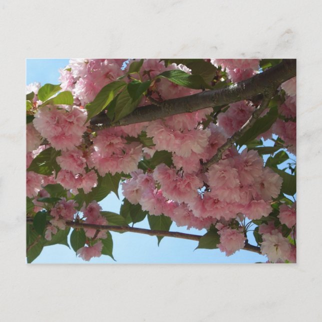 Double Blossoming Cherry Tree IV Spring Postcard (Front)