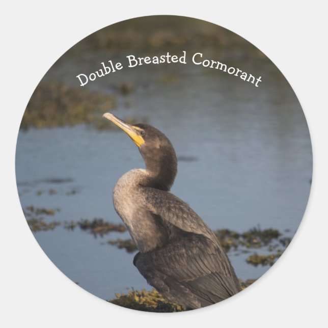 Double breasted cormorant  classic round sticker (Front)