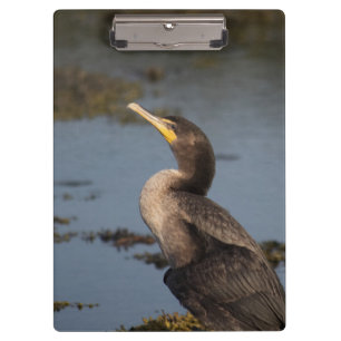Double breasted cormorant clipboard