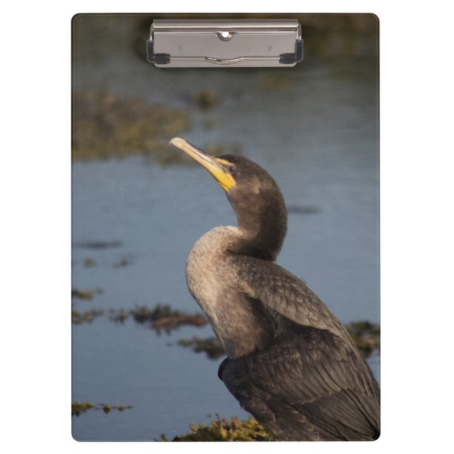 Double breasted cormorant  clipboard (Front)