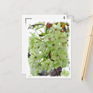 Double Cherry Blossom: Gioiko Postcard