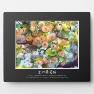 Double Cherry Blossom: Kenrokuen-kikuzakura Plaque