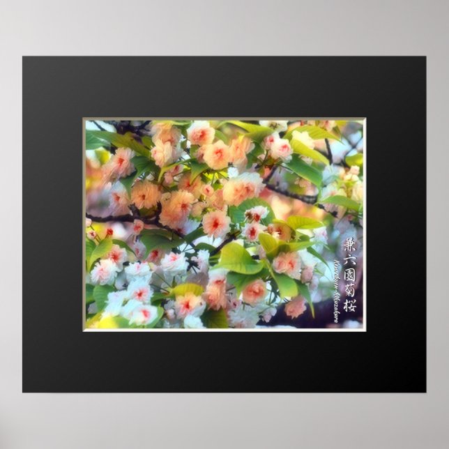 Double Cherry Blossom: Kenrokuen-kikuzakura Poster (Front)