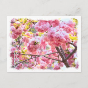 Double Cherry Blossom: Matsumae-benimurasaki Postcard
