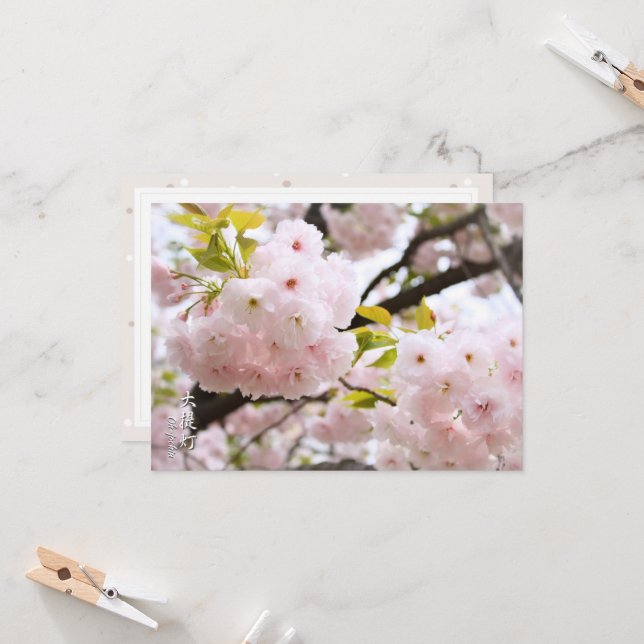 Double Cherry Blossom: Oh-jochin Card (Front/Back In Situ)