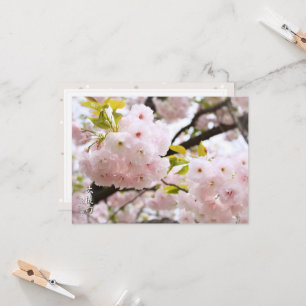 Double Cherry Blossom: Oh-jochin Card