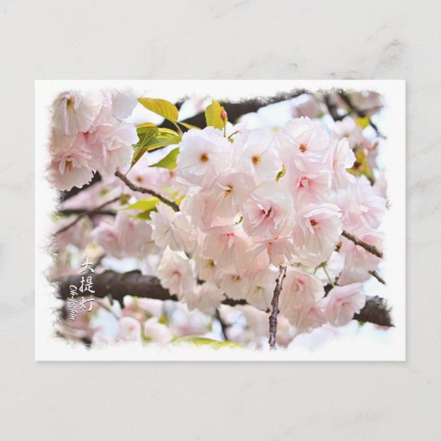 Double Cherry Blossom: Oh-jochin Postcard (Front)