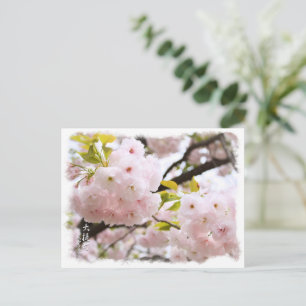 Double Cherry Blossom: Oh-jochin Postcard