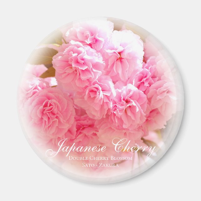 Double Cherry Blossom: Sato-zakura Magnet (Front)