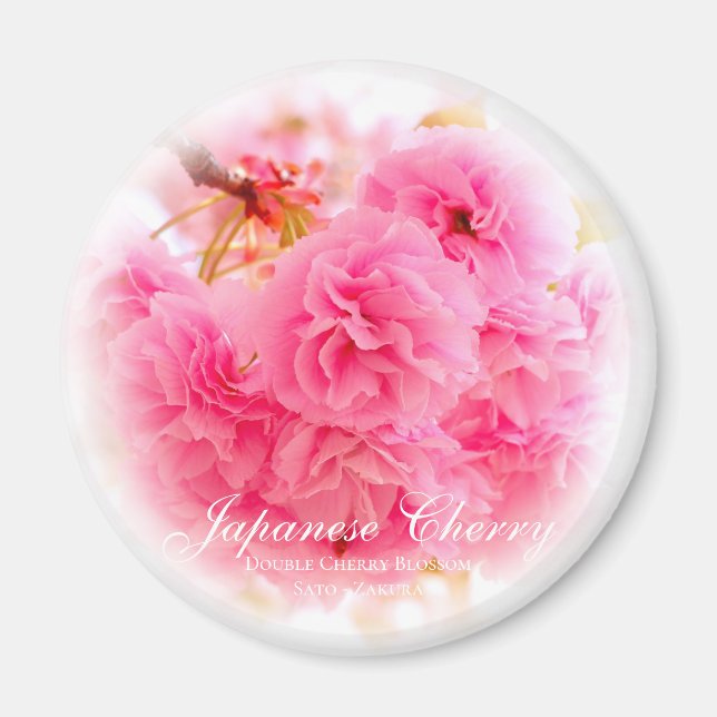 Double Cherry Blossom: Sato-zakura Magnet (Front)