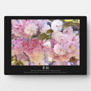 Double Cherry Blossom: Sato-zakura Plaque