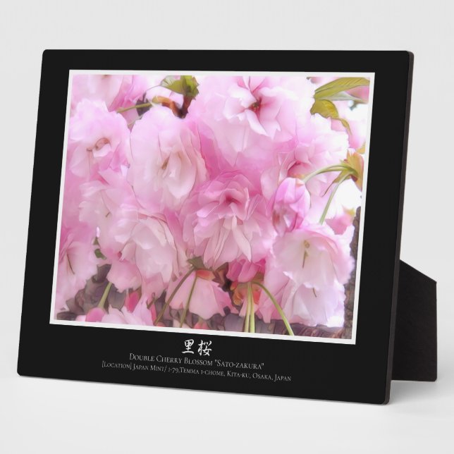 Double Cherry Blossom: Sato-zakura Plaque (Side)