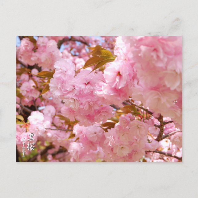 Double Cherry Blossom: Sato-zakura Postcard (Front)
