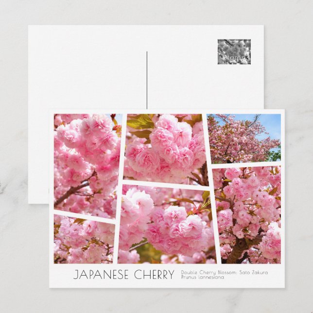 Double Cherry Blossom: Sato-zakura Postcard (Front/Back)