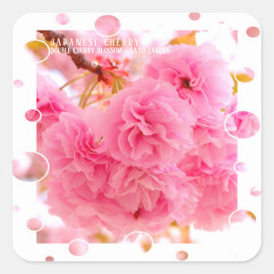 Double Cherry Blossom: Sato-zakura Square Sticker