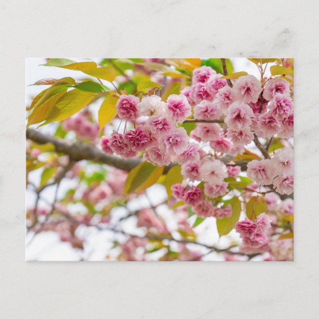 double cherry blossoms holiday postcard (Front)