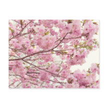 Double cherry blossoms in Japan