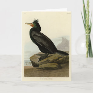 Double-crested Cormorant Audubon Birds of America Card