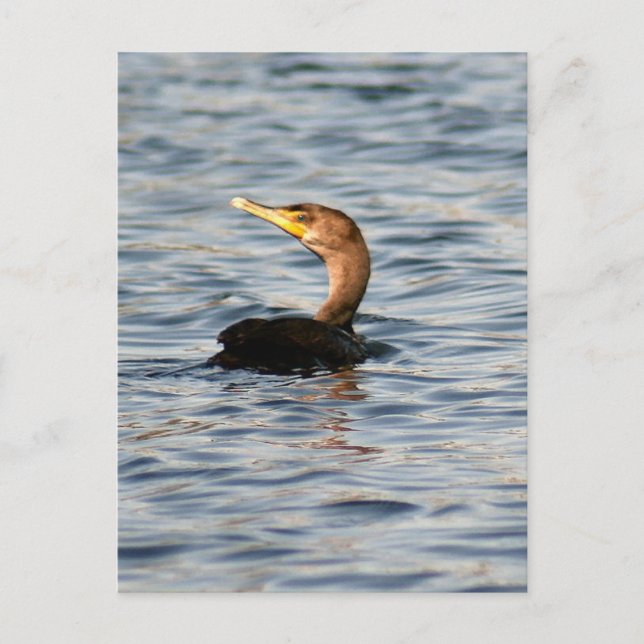 Double Crested Cormorant Bird Photo Postcard (Front)