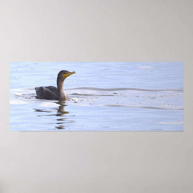 Double-crested Cormorant Bird Poster (Front)