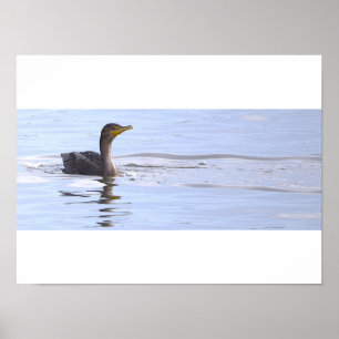 Double-crested Cormorant Bird Poster