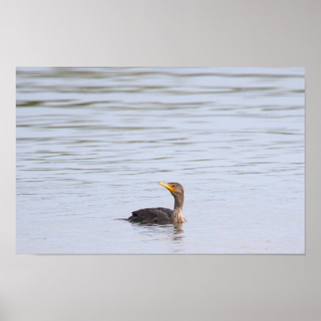 Double-crested Cormorant Bird Poster (Front)