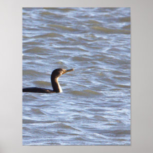 Double-crested Cormorant Bird Poster