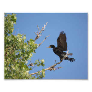 Double Crested Cormorant in Tree Photo Print