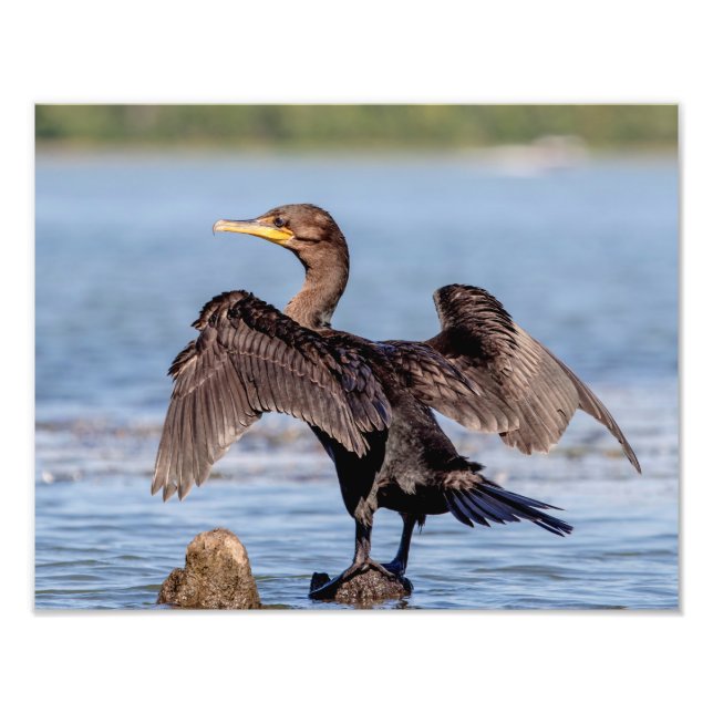 Double-crested Cormorant on Lake Champlain Photo Print (Front)