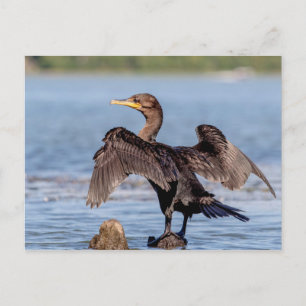 Double-crested Cormorant on Lake Champlain Postcard