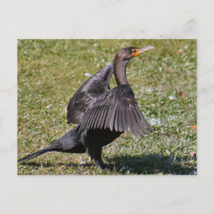 Double Crested Cormorant Photo Postcard