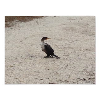 Double-Crested Cormorant Photo Print