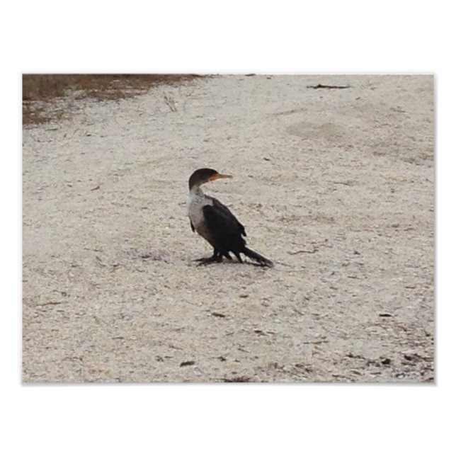 Double-Crested Cormorant Photo Print (Front)