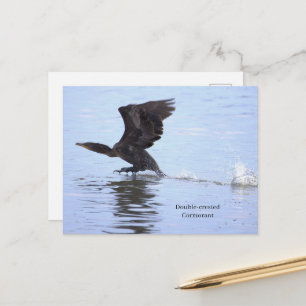 Double-crested Cormorant Postcard