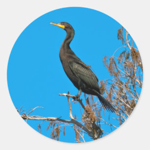 Double-crested Cormorant Stickers
