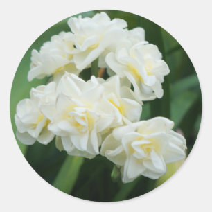 Double Daffodil #1 Stickers