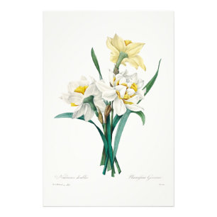 Double Daffodil,  Pierre-Joseph Redouté, 1827 Photo Print