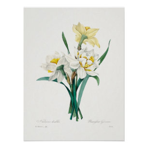 Double Daffodil,  Pierre-Joseph Redouté, 1827 Poster