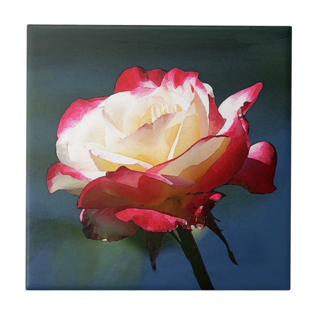 'Double Delight' hybrid tea rose Tile (Front)