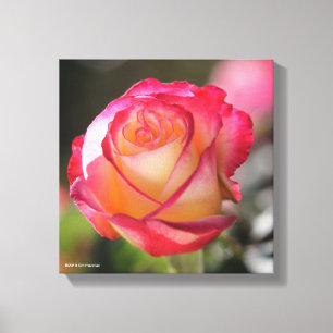 Double Delight Rose Canvas Print